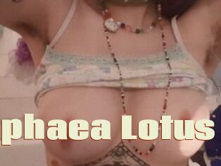Nymphaea_Lotus